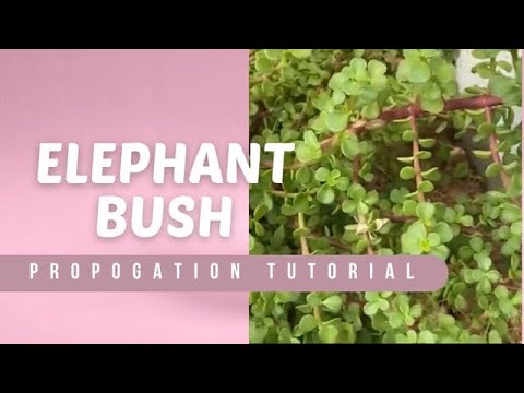 Видео: Как клонировать много слонового куста из черенков: руководство по размножению
