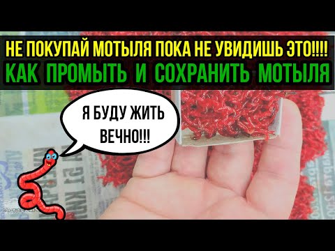 Видео: НЕ ПОКУПАЙ МОТЫЛЯ ПОКА НЕ УВИДЕЛ ЭТО‼️ Как ПРОМЫТЬ МОТЫЛЬ в домашних условиях|Дедовский способ!🔥🔥