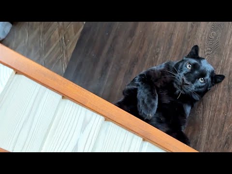 Видео: Луна голодная пантера 😈