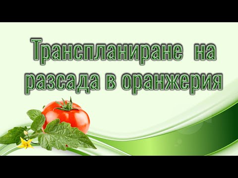 Видео: Трансплантиране -засаждане на #разсада от #домати  в #оранжерия