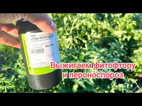 Видео: ВЫЖИГАЕТ ФИТОФТОРУ ЗА 1 РАЗ! ВСЕ СРЕДСТВА ОТ ФИТОФТОРЫ. Не химия. Нулевой срок ожидания.