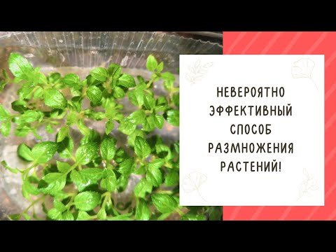 Видео: ЭТО УДИВИТЕЛЬНО! НОВОЕ НАПРАВЛЕНИЕ В РАЗМНОЖЕНИИ РАСТЕНИЙ!