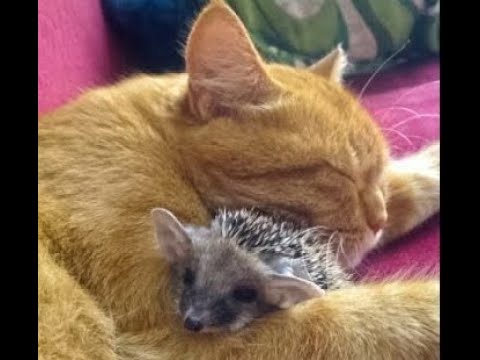 Видео: 😺 Ёжкин кот! 🐕  Смешное видео  с собаками, кошками и другими животными! 🐱