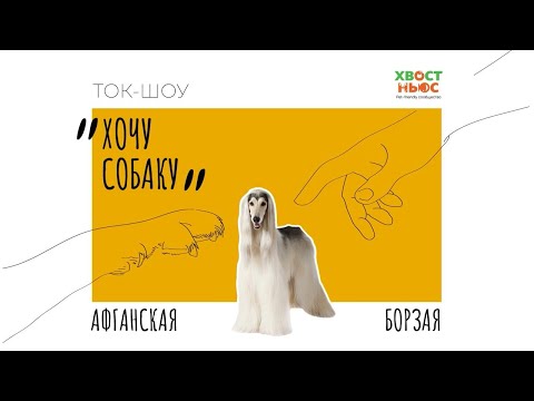 Видео: Ток-шоу «Хочу собаку». Афганская борзая | особенности породы, уход и содержание