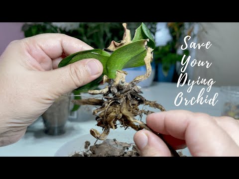 Видео: Еще один эффективный метод спасения умирающей орхидеи