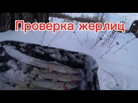 Видео: Оставлял жерлицы на ночь. Сработки есть! И это радует!