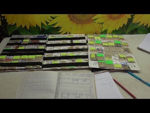 Видео: СУПЕРРАННИЙ УРОЖАЙ ТОМАТОВ - КАКИЕ СОРТА ВЫБРАЛА Я? Ольга Чернова.