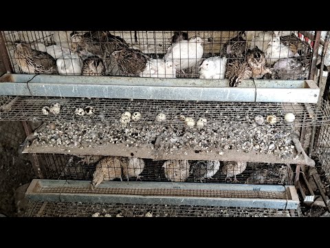 Видео: 172. Бөдене бизнесі  клетка жайлы мәліметтер