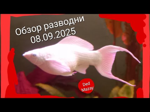 Видео: Обзор разводни 08.09.2025 год