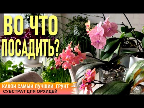 Видео: КОМПОНТЕНТЫ СУБСТРАТА, ГРУНТА ДЛЯ ОРХИДЕЙ! КОРА, МОХ, TREE FERN (ТРИФЕРН), ЧИПСЫ, СЕРАМИС, ЦЕОФЛОРА!
