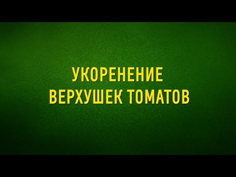 Видео: Укоренение верхушек томатов\Если сломалась верхушка у рассады