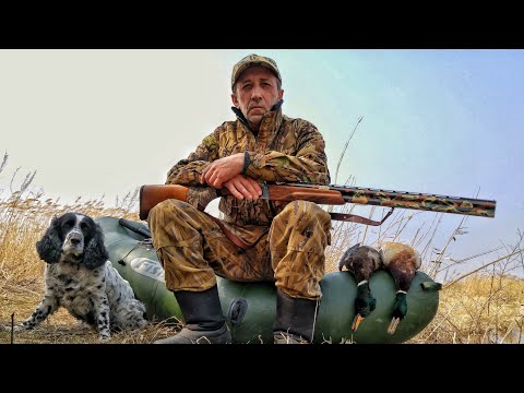 Видео: Охота на фазана по чернотропу с собакой русский охотничий спаниель.