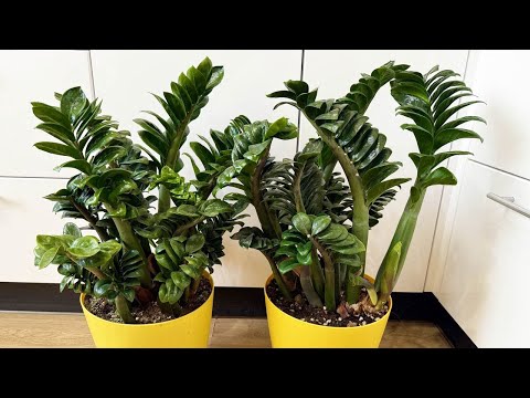 Видео: 5 основных ингредиентов для создания идеального ГРУНТА для ЗАМИОКУЛЬКАСА - марафон часть 8