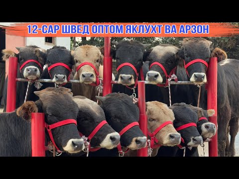 Видео: 12-САР ШВЕД БО НАРХИ АРЗОН ОПТОМ ЯКЛУХТ 21 сентября 2025 г.
