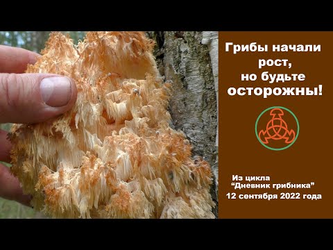 Видео: Грибы начали рост, но будьте осторожны! Дневник грибника 12 сентября 2022 года.
