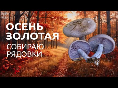 Видео: Сезон рядовок - нельзя упустить! Вкуснейшие грибы!