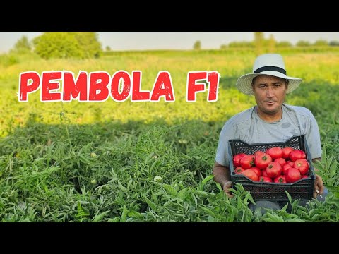 Видео: ЯНГИЙУЛЛИК ПЕМБОЛА Ф1 ЭККАН ДЕХКОН БИЛАН САМИМИЙ СУХБАТ.