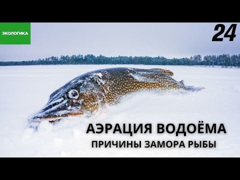 Видео: Для чего нужна аэрация заморных водоёмов | Экологика