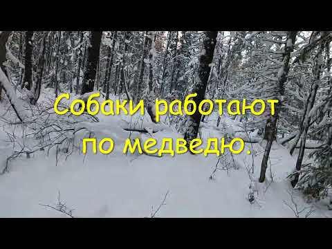 Видео: Охота на Медведя с Лайками. Лицензию закрыли удачно, Трофей добыт 2021г.