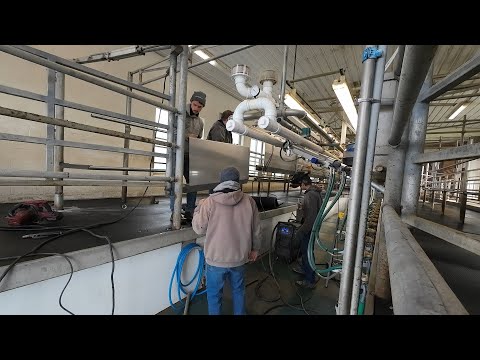 Видео: Повышение эффективности доения