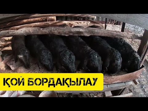 Видео: ҚОЙ БОРДАҚЫЛАУ / Мал базар
