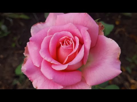 Видео: Я не умею выращивать розы🙈🙈🙈 насекомые, болезни и сорняки не мешают любимкам цвести!