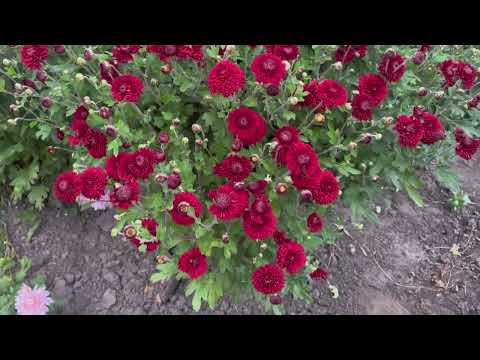 Видео: Тюмень. Цветут новинки хризантем #саженцы #цветы #сад #хризантема #садоводство #дача #дом #garden