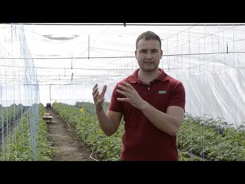 Видео: Питание томата - с первой по третью кисть цветения