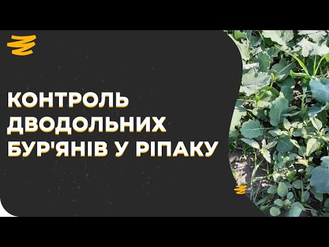 Видео: СЛАШ 🤟. КРУТИЙ ГЕРБІЦИД НА РІПАК ПРОТИ ДВОДОЛЬНИХ