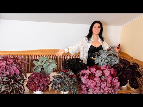 Видео: Бегонии нашей селекции #begonia #бегонии #бегония