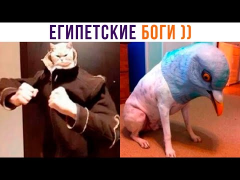 Видео: ЕГИПЕТСКИЕ БОГИ такие ))) | Приколы | Мемозг 1250