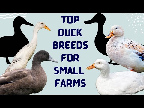 Видео: Пять лучших пород уток для разведения на приусадебных участках и небольших фермах