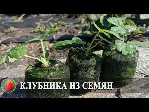 Видео: Выращивание клубники из семян Клубника из семян