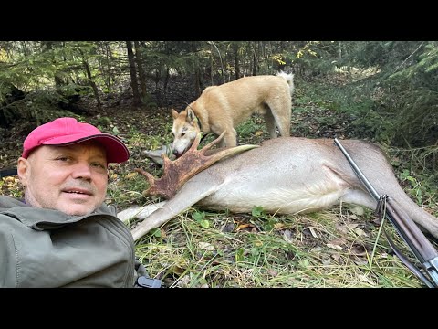 Видео: Сезон охоты идет . Кабана после АЧС очень мало  ,работаем по всему , лоси , олени , пушнина