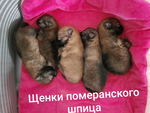 Видео: Щенки померанского  шпица с рождения до 1,5 месяца