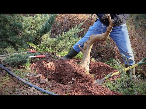 Видео: Как выкопать материал для бонсай