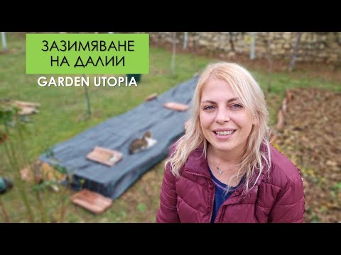 Видео: Как (рисково) зазимявам ДАЛИИТЕ