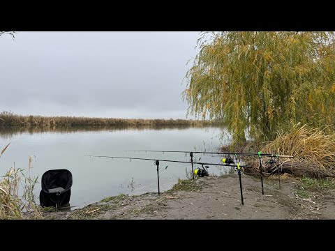 Видео: Трофейний САЗАН! Ночуєм на березі річки Дністер. Готуєм на природі. Нічний МОНСТР. Осінній ЖОР рибИ