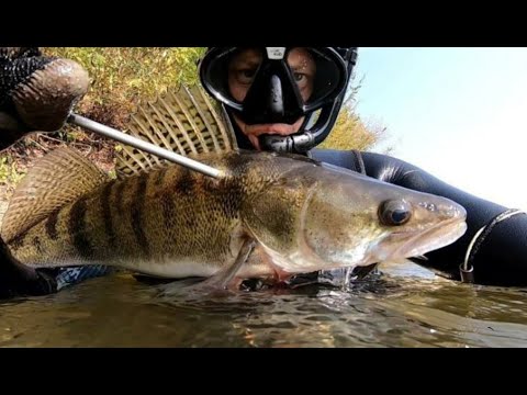 Видео: Трофейные судаки, дневная подводная охота на Десне