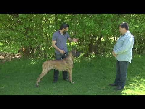 Видео: За кинологията с д-р Кънев ще ви покажем: Аполонът сред породите – немски дог