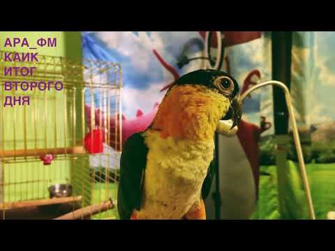 Видео: Каик привыкает: день 2