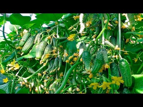 Видео: ОГУРЦЫ ДО ЗИМЫ! ТАКОГО УРОЖАЯ ОГУРЦОВ ЕЩЕ НИКОГДА НЕ БЫЛО! УЗНАЙ СЕКРЕТ