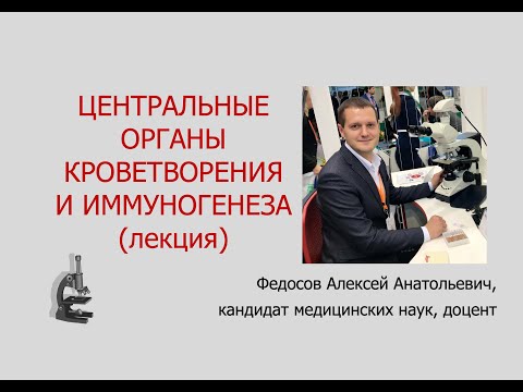 Видео: ЦЕНТРАЛЬНЫЕ ОРГАНЫ КРОВЕТВОРЕНИЯ И ИММУНОГЕНЕЗА (КРАСНЫЙ КОСТНЫЙ МОЗГ, ТИМУС) (ЛЕКЦИЯ ПО ГИСТОЛОГИИ)