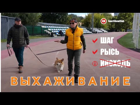 Видео: Выхаживание собаки на поводке шагом и рысью. Устранение иноходи.