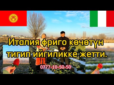Видео: Италия фриго көчөтүн тигип ийгиликке жетти. Агросабактар башталды.
