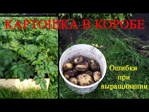 Видео: Картофель в коробе. Ошибки при выращивании