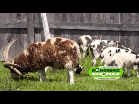 Видео: Энциклопедия домашних животных №6 - Многорогие овцы