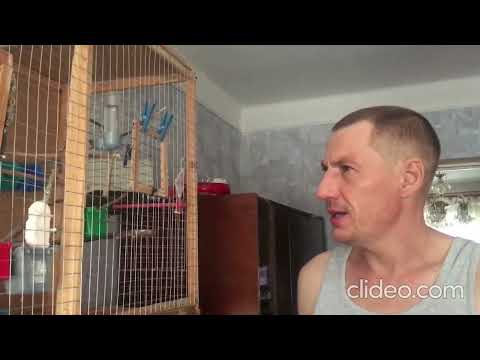 Видео: Корела Арчік навчає співати ... 🎤😊 #корелла #кореласпіває #папужки #cute #cockatiel #funnybirds