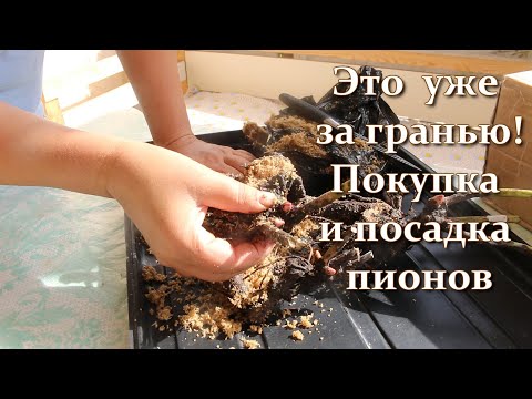 Видео: Продавец пионов, которого нет и Плесень за ваши деньги. Как посадить пионы без заморочек