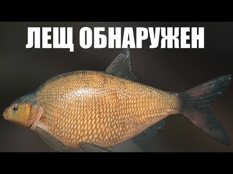 Видео: ФАРМ ЛЕЩА на КОМАРИНОМ. Русская Рыбалка 4